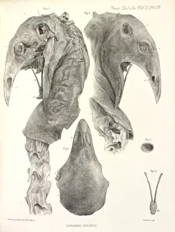 Prints of Upland Moa Upland Moa Prints: Upland Moa Print by John Meggitt