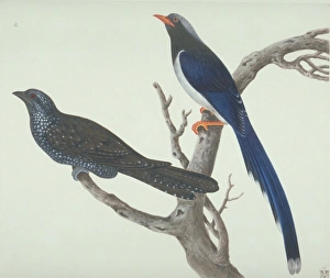 Urocissa erythrorhyncha, red-billed blue magpie Urocissa erythrorhyncha, red-billed blue magpie