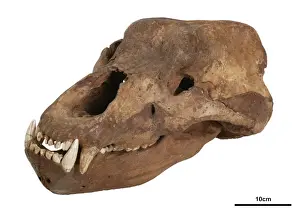 Placental Mammal Bone Structure Prints: Ursus spelaeus, cave bear