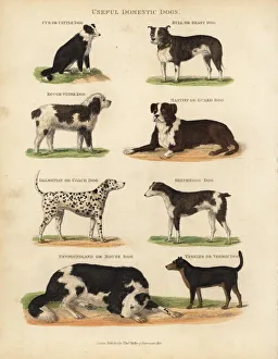 Useful Domestic Dogs, Canis lupus familiaris Useful Domestic Dogs, Canis lupus familiaris
