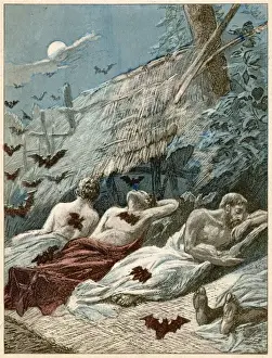 Vampire Bats Print: South American Species