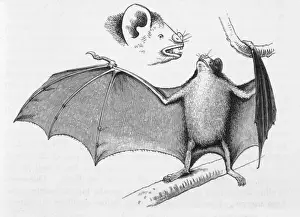 South American Animals Prints: Vampire Bats / Darwin