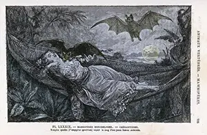 Vampire Bat Print: Sleeping Girl Attacked in Hammock