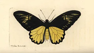 Van de Poll's birdwing butterfly, Troides Van de Poll's birdwing butterfly, Troides