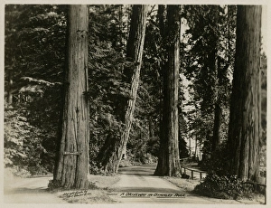 Vancouver, Canada - A Driveway in Stanley Park Vancouver, Canada - A Driveway in Stanley Park