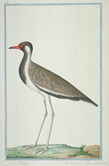 Vanellus indicus, red-wattled lapwing Vanellus indicus, red-wattled lapwing