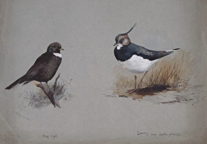 Vanellus vanellus, northern lapwing, Turdus torquatus, ring Vanellus vanellus, northern lapwing, Turdus torquatus, ring