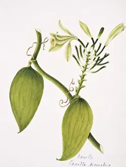 Victorian Orchid Illustration Prints: Vanilla aromatica, vanilla