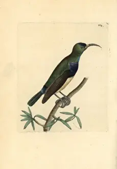The Naturalists Miscellany Book Prints: Variable sunbird, Cinnyris venustus