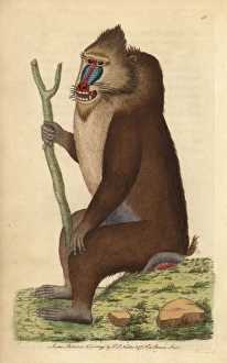 Variegated baboon or mandrill, Mandrillus sphinx Variegated baboon or mandrill, Mandrillus sphinx
