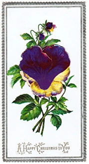 Variegated pansies on a Christmas card Variegated pansies on a Christmas card
