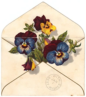 Variegated pansies in an envelope on a New Year card Variegated pansies in an envelope on a New Year card