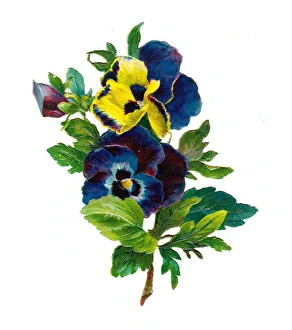 Variegated pansies on a Victorian scrap Variegated pansies on a Victorian scrap