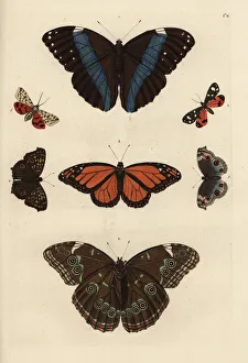 Varieties of butterflies including a swallowtail Varieties of butterflies including a swallowtail