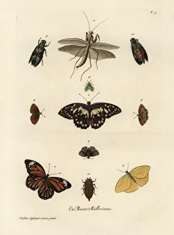 Varieties of butterflies, moths and insects Varieties of butterflies, moths and insects