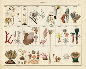 Varieties of corals, seafans, polyps and sea anemones Varieties of corals, seafans, polyps and sea anemones