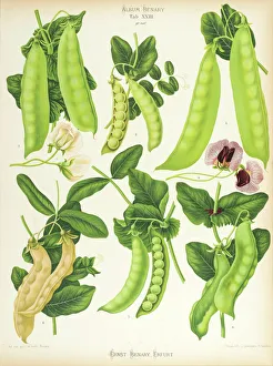 Varieties of edible-podded pea, or sugar pea Varieties of edible-podded pea, or sugar pea