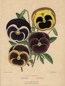 Varieties of fancy pansies: James Nelson, Lady Varieties of fancy pansies: James Nelson, Lady