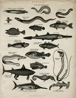 Prints of Varieties of fish (Pisces), namely: prickly ophidium, spotted sea serpent, chain striped Muroena, Pegasus draconis, conger eel, ostracion quadricornis, perca vittata, perca lucioperca (perch) Conger Eel Prints: Varieties of Fish, a 1811 Aquatint Print