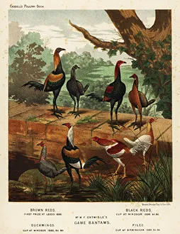 Varieties of game bantams bred by W. F. Entwistle Varieties of game bantams bred by W. F. Entwistle