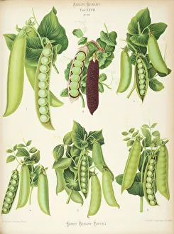Varieties of pea (Pisum sativum) - second Varieties of pea (Pisum sativum) - second
