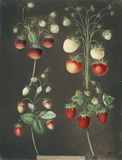 Botany Library Images Prints: Four varieties of strawberry