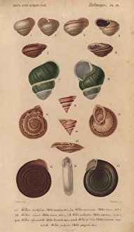 Variety of colorful tropical helix shells Variety of colorful tropical helix shells