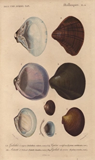 Variety of scallop and clam shells: Galathea Variety of scallop and clam shells: Galathea