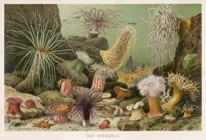Sea Creatures Images Prints: Various Anemones