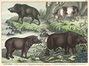 19th Century Animal Prints: Various animals