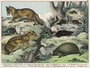 Various Carnivores and Insectivores Print