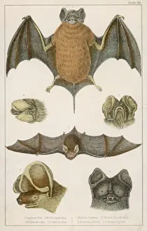 Wildlife Prints For Sale UK Prints: Various Bats / Fullarton