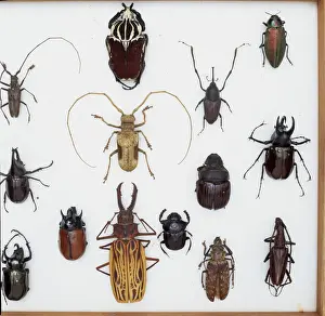 White Background Insect Photos Prints: Various beetle specimens