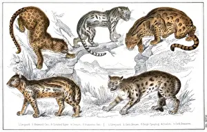 Prints of Various wild cats: a leopard, a clouded tiger, an ocelot and a Sumatra cat. Date: circa 1860 Leopard Cat Prints: Various Big Cats Print, circa 1860