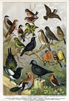Various bird species Various bird species