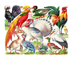 Various birds on a sheet of Victorian scraps Various birds on a sheet of Victorian scraps