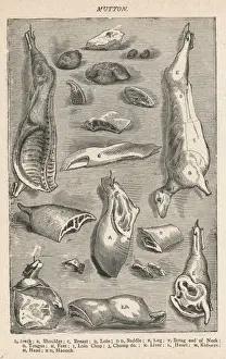 Various Cuts of Mutton Print