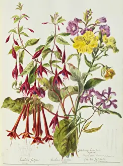 Angiosperm Plant Images Prints: Various flowers