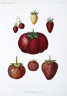Dicotyledon Plant Illustrations Prints: Various Fruit
