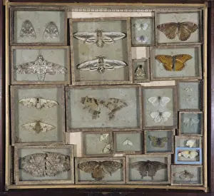 Lepidoptera Collection Prints: Various lepidoptera