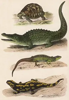 Lizard Species Prints: Various Lizards