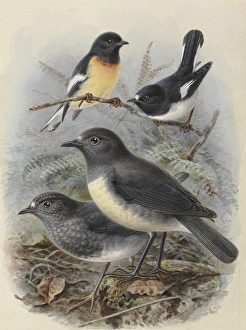 Various Petroica species of New Zealand Various Petroica species of New Zealand