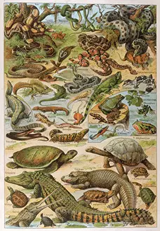 Reptiles Print 1913