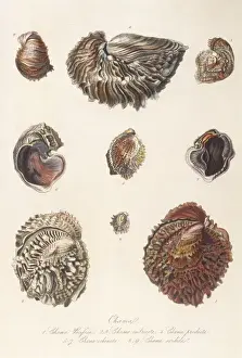 Antique Marine Life Prints: Various Shells 1835
