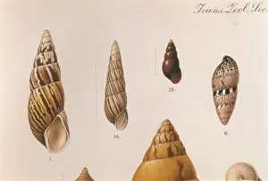 Snail Prints: Various Shells Print, 1909-10