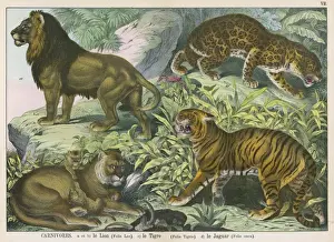 Wild Cat Print featuring Lion, Tiger, and Jaguar
