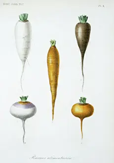 Botanical Illustrations Prints: Vegetable roots