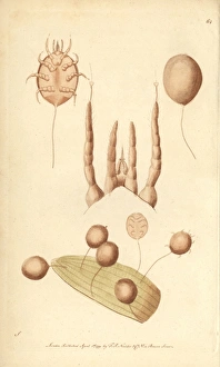 Vegetating mite, Acarus vegetans Larva of the Vegetating mite, Acarus vegetans Larva of the