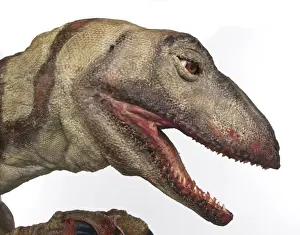 Extinct Dinosaur Species Prints: Velociraptor