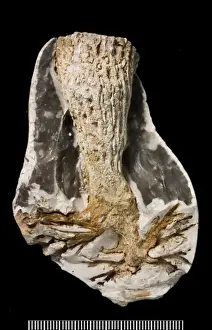 Prints of A Cretaceous flint broken open to reveal the sponge Ventriculites with a root-like base Paul Taylor Prints: Ventriculites, Sponge A Cretaceous Flint Print